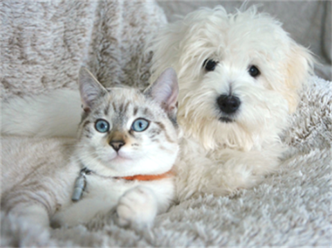 A white dog and a white cat with a red collar are sitting next to each other on an off-white rug.