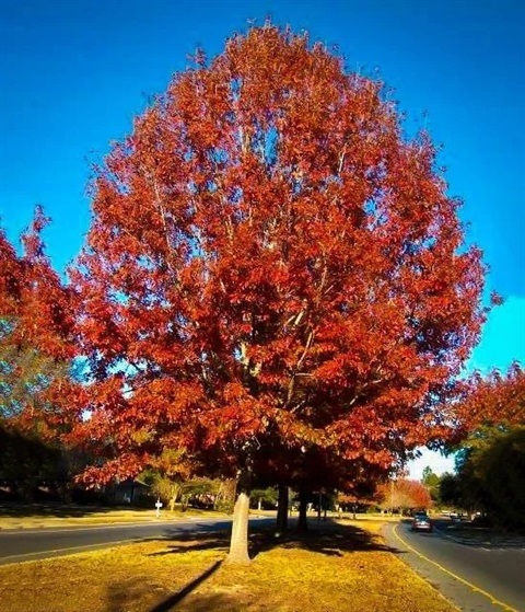large tree with red leaves standing in front of a bright blue sky