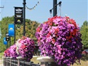 Hanging flower baskets with petunias Downtown Merriam
