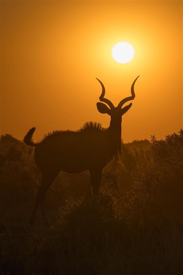 Kudu at Dusk