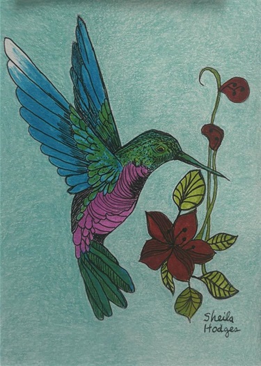 Hummingbird