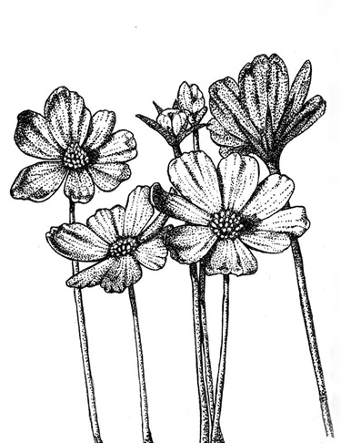 Cosmos