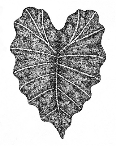 Elephant Ear