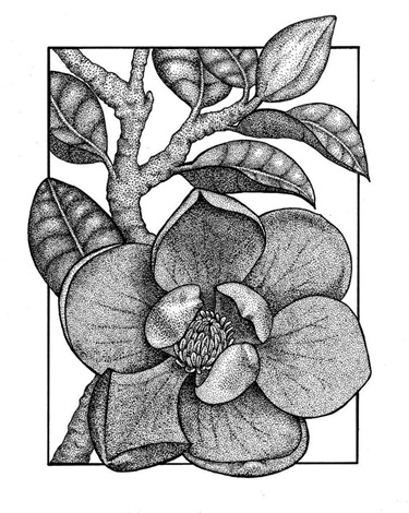 Magnolias