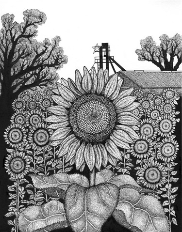 Sunflower Fields