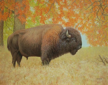 A Bison in the Oaks