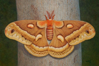 A Moth at Rest