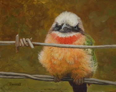 Bee Eater Dont Fence Me In