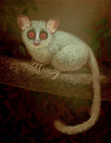 Bushbaby Stare Down