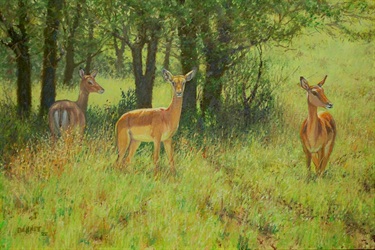 Cautious Impala
