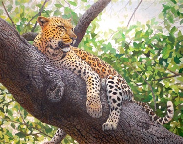 Lounging Leopard