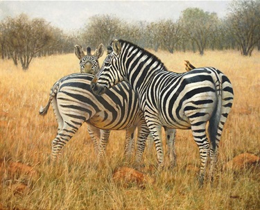 Red Bills and a Confusion of Stripes