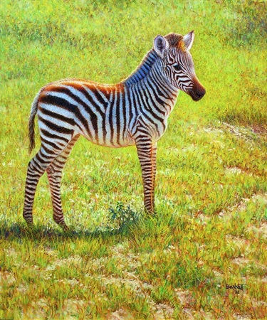 Zebra Foal