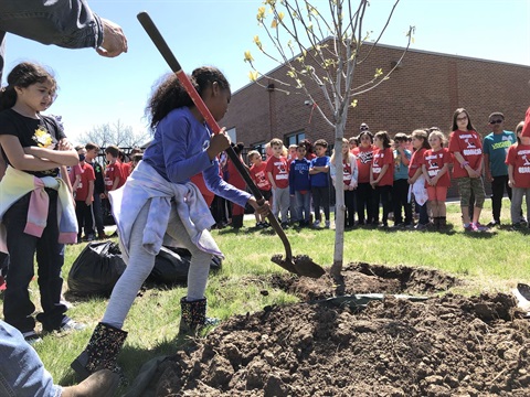 A second-grade girl is shoveling dirt by a recently planted tree. Dozens of kids are watching in the background.