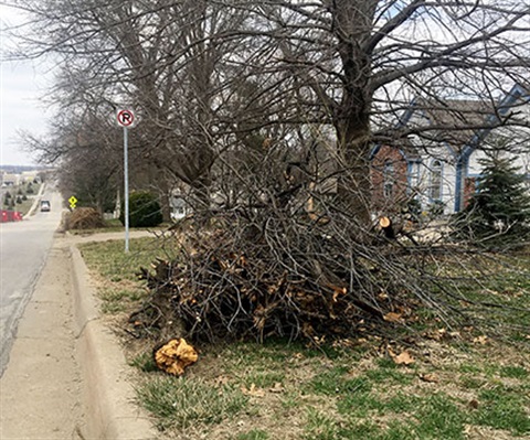 A large pile of tree limbs at the curb of the street.