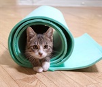 Kitten-Yoga.jpg