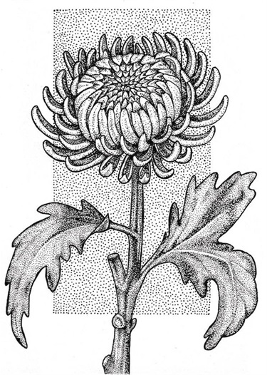 Chrysanthemum